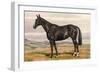 Black Horse with White Blaze-null-Framed Art Print