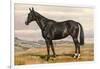 Black Horse with White Blaze-null-Framed Art Print