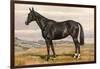 Black Horse with White Blaze-null-Framed Premium Giclee Print