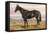 Black Horse with White Blaze-null-Framed Stretched Canvas