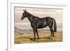 Black Horse with White Blaze-null-Framed Art Print