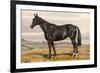 Black Horse with White Blaze-null-Framed Art Print