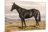 Black Horse with White Blaze-null-Mounted Art Print