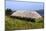 Black House, Colbost Folk Museum, Skye, Highland, Scotland-Peter Thompson-Mounted Photographic Print