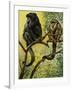 Black Howler (Alouatta Caraya), Atelidae, Drawing-null-Framed Giclee Print