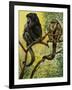 Black Howler (Alouatta Caraya), Atelidae, Drawing-null-Framed Giclee Print