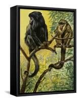 Black Howler (Alouatta Caraya), Atelidae, Drawing-null-Framed Stretched Canvas