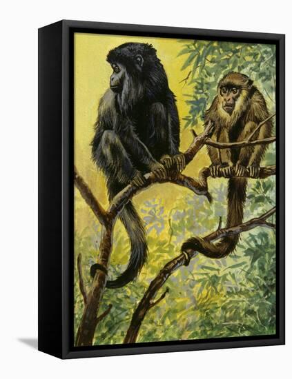 Black Howler (Alouatta Caraya), Atelidae, Drawing-null-Framed Stretched Canvas