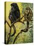 Black Howler (Alouatta Caraya), Atelidae, Drawing-null-Stretched Canvas