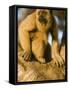 Black Howler Monkey Climbing a Tree in the UNESCO Pantanal Wetlands of Brazil-Mark Hannaford-Framed Stretched Canvas