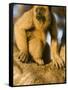 Black Howler Monkey Climbing a Tree in the UNESCO Pantanal Wetlands of Brazil-Mark Hannaford-Framed Stretched Canvas