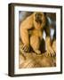 Black Howler Monkey Climbing a Tree in the UNESCO Pantanal Wetlands of Brazil-Mark Hannaford-Framed Photographic Print