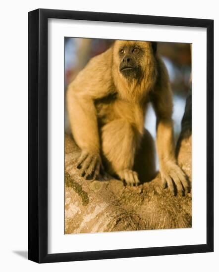 Black Howler Monkey Climbing a Tree in the UNESCO Pantanal Wetlands of Brazil-Mark Hannaford-Framed Photographic Print