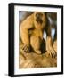 Black Howler Monkey Climbing a Tree in the UNESCO Pantanal Wetlands of Brazil-Mark Hannaford-Framed Photographic Print