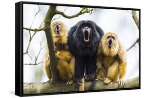 Black Howler Monkeys (Alouatta Caraya) Male and Two Females Calling from Tree-Juan Carlos Munoz-Framed Stretched Canvas