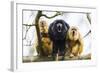 Black Howler Monkeys (Alouatta Caraya) Male and Two Females Calling from Tree-Juan Carlos Munoz-Framed Photographic Print