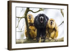 Black Howler Monkeys (Alouatta Caraya) Male and Two Females Calling from Tree-Juan Carlos Munoz-Framed Photographic Print