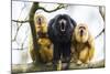 Black Howler Monkeys (Alouatta Caraya) Male and Two Females Calling from Tree-Juan Carlos Munoz-Mounted Photographic Print