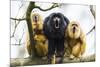 Black Howler Monkeys (Alouatta Caraya) Male and Two Females Calling from Tree-Juan Carlos Munoz-Mounted Photographic Print