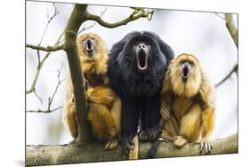 Black Howler Monkeys (Alouatta Caraya) Male and Two Females Calling from Tree-Juan Carlos Munoz-Mounted Photographic Print
