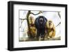 Black Howler Monkeys (Alouatta Caraya) Male and Two Females Calling from Tree-Juan Carlos Munoz-Framed Premium Photographic Print