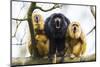Black Howler Monkeys (Alouatta Caraya) Male and Two Females Calling from Tree-Juan Carlos Munoz-Mounted Premium Photographic Print