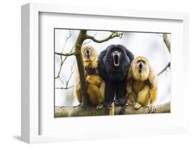 Black Howler Monkeys (Alouatta Caraya) Male and Two Females Calling from Tree-Juan Carlos Munoz-Framed Photographic Print