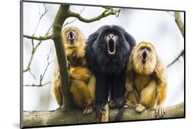 Black Howler Monkeys (Alouatta Caraya) Male and Two Females Calling from Tree-Juan Carlos Munoz-Mounted Photographic Print