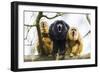 Black Howler Monkeys (Alouatta Caraya) Male and Two Females Calling from Tree-Juan Carlos Munoz-Framed Photographic Print