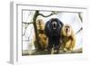 Black Howler Monkeys (Alouatta Caraya) Male and Two Females Calling from Tree-Juan Carlos Munoz-Framed Photographic Print