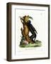 Black Howler-null-Framed Giclee Print