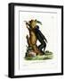 Black Howler-null-Framed Giclee Print