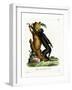 Black Howler-null-Framed Giclee Print