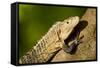 Black Iguana, Costa Rica-null-Framed Stretched Canvas