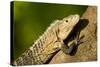 Black Iguana, Costa Rica-null-Stretched Canvas