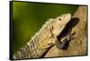 Black Iguana, Costa Rica-null-Framed Stretched Canvas