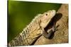 Black Iguana, Costa Rica-null-Stretched Canvas