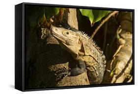 Black Iguana, Costa Rica-null-Framed Stretched Canvas