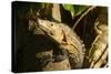 Black Iguana, Costa Rica-null-Stretched Canvas