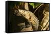 Black Iguana, Costa Rica-null-Framed Stretched Canvas