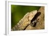 Black Iguana, Costa Rica-null-Framed Photographic Print