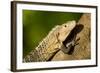 Black Iguana, Costa Rica-null-Framed Photographic Print