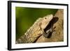 Black Iguana, Costa Rica-null-Framed Photographic Print