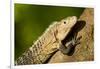 Black Iguana, Costa Rica-null-Framed Photographic Print