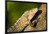 Black Iguana, Costa Rica-null-Framed Photographic Print