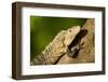 Black Iguana, Costa Rica-null-Framed Photographic Print