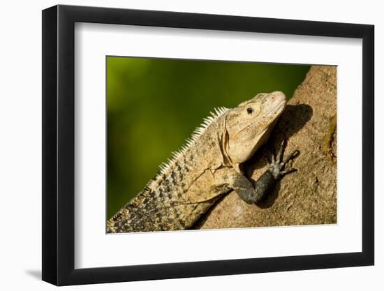 Black Iguana, Costa Rica-null-Framed Photographic Print