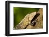 Black Iguana, Costa Rica-null-Framed Photographic Print