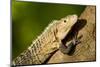 Black Iguana, Costa Rica-null-Mounted Photographic Print