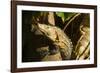 Black Iguana, Costa Rica-null-Framed Photographic Print